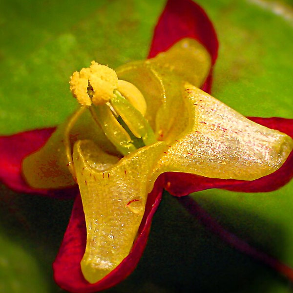 A flower of horny goat weed
