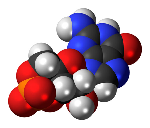 cGMP relaxes the muscle in the penile arteries
